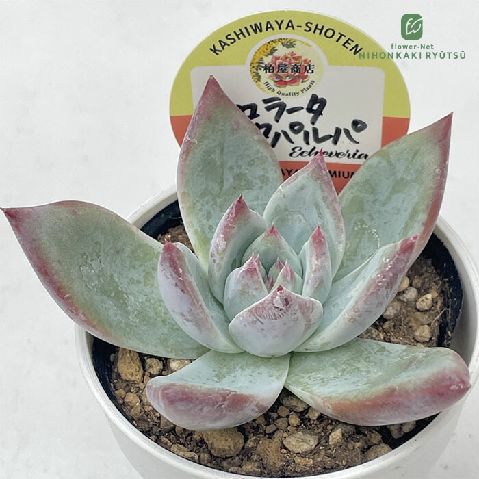 楽天市場】多肉植物 O'sエケベリア デザートハーモニー×CS-No02