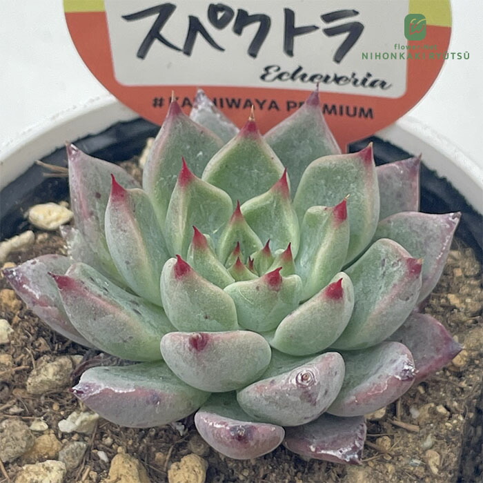 楽天市場】多肉植物 kswエケベリア ダークオパール 柏屋商店さん苗