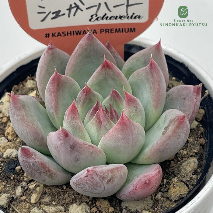 楽天市場】多肉植物 swkエケベリア 二瓶リンゼアナ 実生 送料無料 多肉