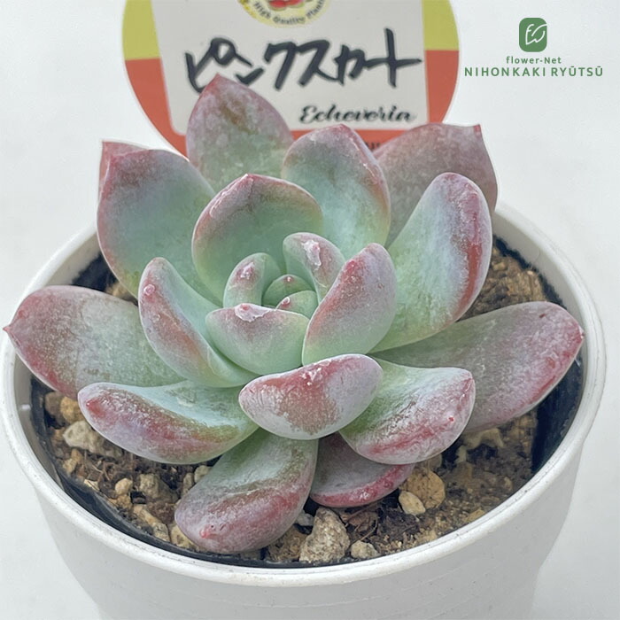 フィオナ錦　ビッグサイズ　多肉植物　エケベリア 農園直売 多肉植物 観葉植物 エケベリア属 ビヨンセ虹錦 レイン