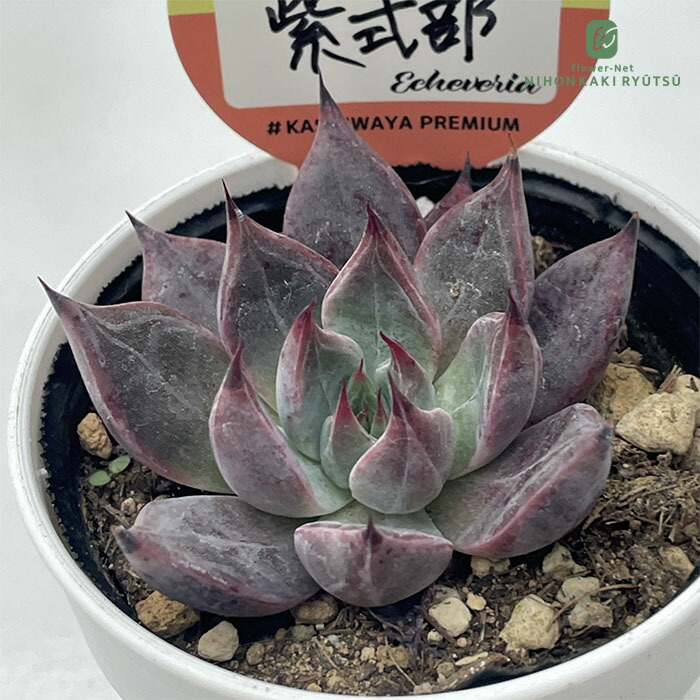 【速達付】7　ブラックピンク錦　ブラックピンクプリンス錦　多肉植物　輸入苗 ブラックプリンス錦 ベス ベイツ メルカリ便 多肉植物