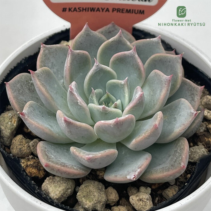 楽天市場】多肉植物 halkエケベリア フィルー×ロメオ 多肉植物 HALKA