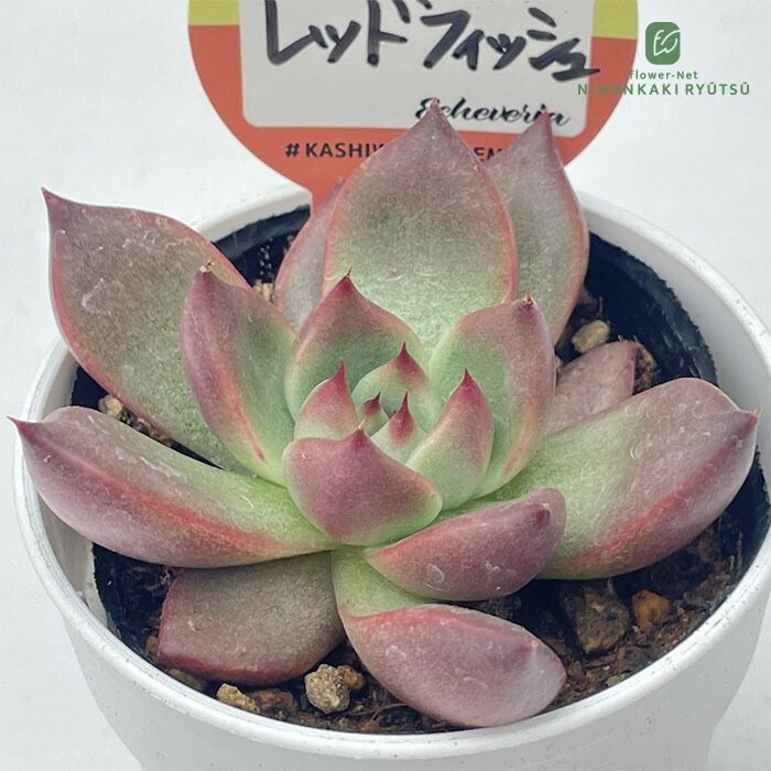 楽天市場】多肉植物 halkエケベリア フィルー×ロメオ 多肉植物 HALKA