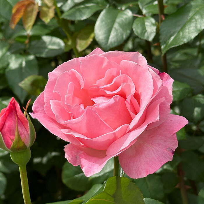 楽天市場】予約販売 バラ苗 バラ大苗 中輪 ザンブラ'93 四季咲き 薔薇