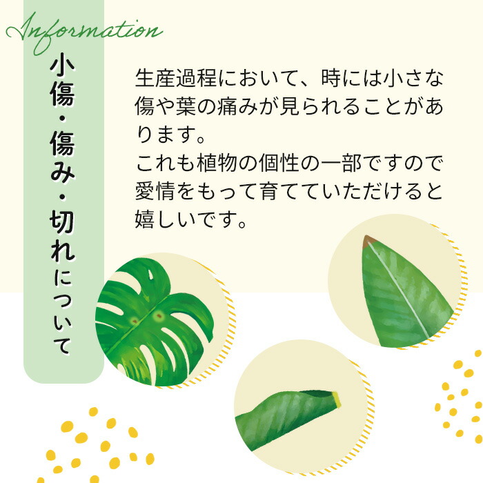 楽天市場 アロエベラ 食用アロエ ジュース 万能薬 4号鉢 フラワーネット 日本花キ流通