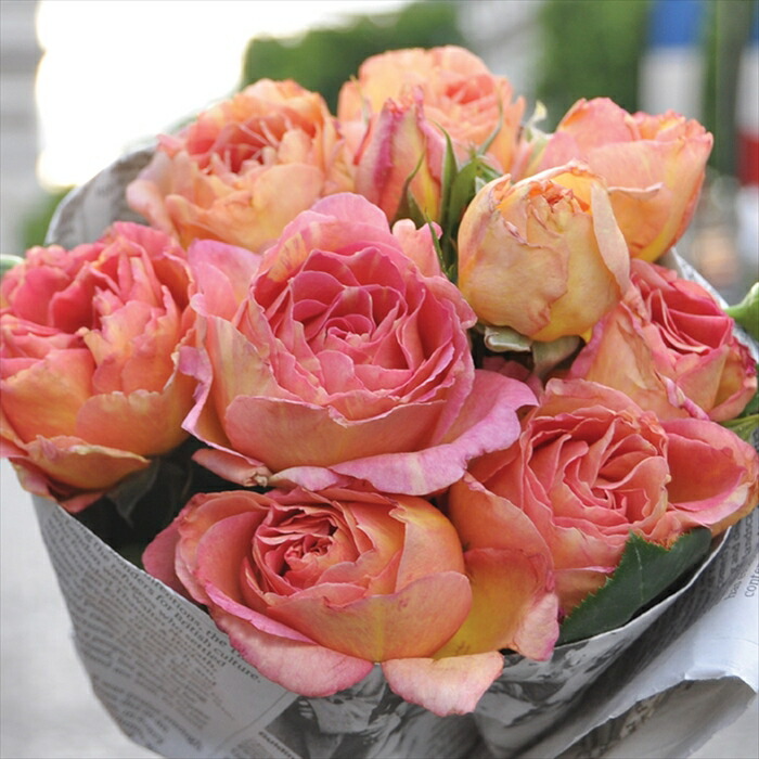 ランタンシトロイユ　大苗　8号鉢　バラ ランタンシトロイユ 大苗 8号鉢 バラ ランタンシトロイユ