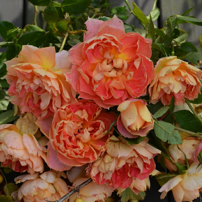 楽天市場】予約販売 バラ苗 バラ大苗 ドリュ ラヴァンデパルフュメ