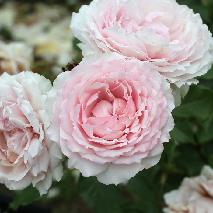 楽天市場】予約販売 バラ苗 バラ大苗 ロサ オリエンティス ヘレン 登録