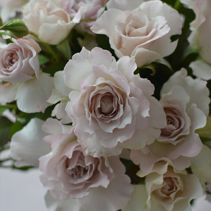 「ベティ」切り花品種バラ苗　レアバラ　 4点 バラ苗 切り花品種 レアバラ ベティ」切り花品種バラ苗 レアバラ 3点