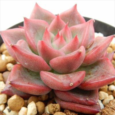 楽天市場】多肉植物 skエケベリア ドイツシャンペン 多肉植物