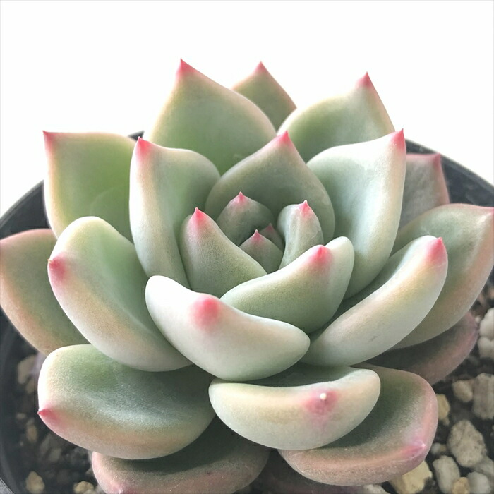 楽天市場】多肉植物 skエケベリア モーサン 多肉植物 エケベリア