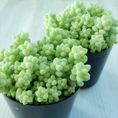 素晴らしい価格 多肉植物 新玉つづり 植物 観葉植物 Nontheistfriends Org