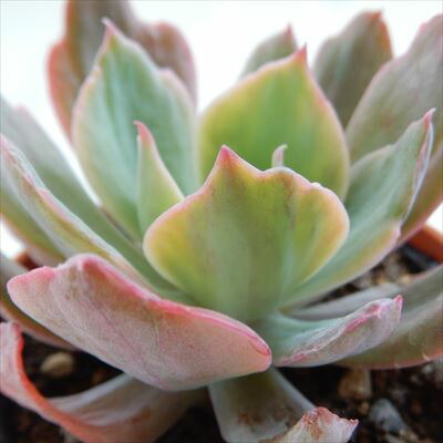 楽天市場 多肉植物 Hmエケベリア 七変化 多肉植物 エケベリア 6cmポット フラワーネット 日本花キ流通