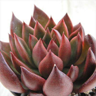 楽天市場】多肉植物 sbセデベリア オレンジドリーム 多肉植物