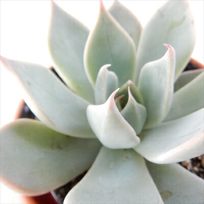 楽天市場】多肉植物 yukエケベリア ザラゴーサspノバ 多肉植物 優木園