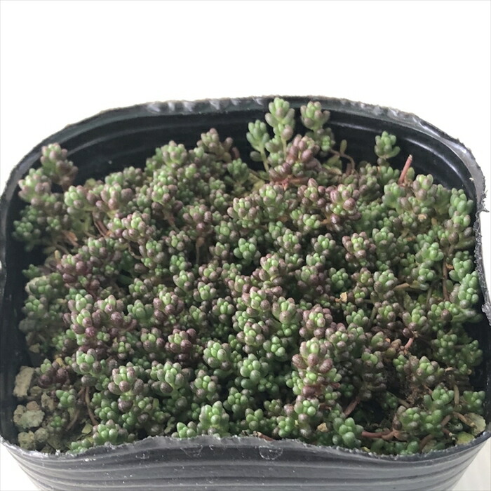 多肉植物　セダム　ヒスパニカムプルプレア　100カット 多肉植物 セダム ヒスパニカムプルプレア 100カット