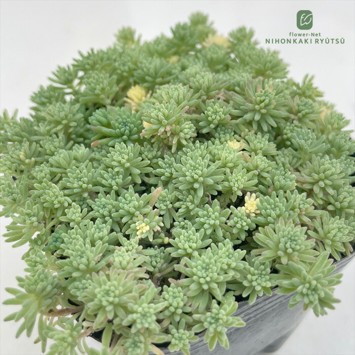 多肉植物 ルベンスリザード　カット苗　セダム 多肉植物 ルベンスリザード カット苗 セダム