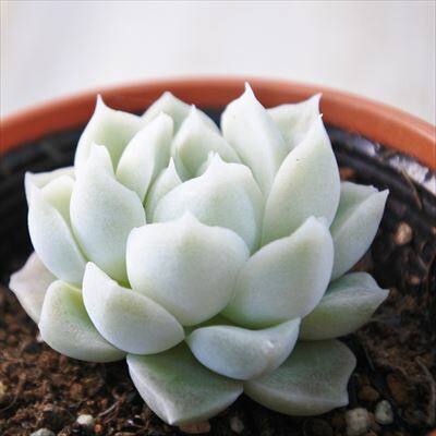 楽天市場】多肉植物 hmエケベリア 桃太郎 多肉植物 エケベリア