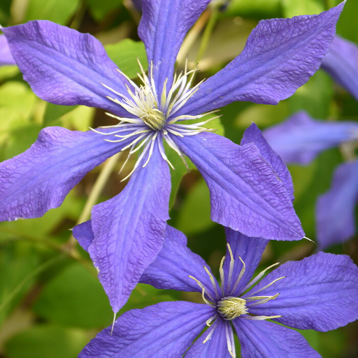 楽天市場】予約販売 クレマチス 苗 マダムバロンベイヤール ジャック