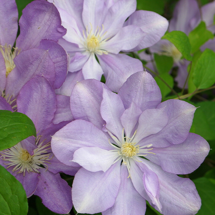 確認用 クレマチス ヴィヴィアンペンネル さし木苗 【公式通販】