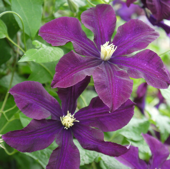 楽天市場】予約販売 クレマチス 苗 マダムバロンベイヤール ジャック