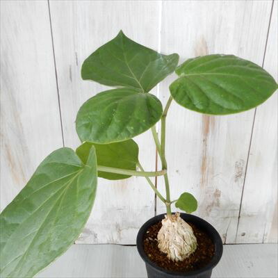 【レア株】パキポディウムデカリー 塊根植物 多肉 コーデックス レア株】パキポディウムデカリー 塊根植物 多肉 鉢ごと発送