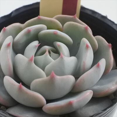 楽天市場】多肉植物 oriミックスベリア No.035 プリンセス