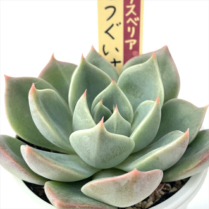 その他多肉植物 Cranky 楽天市場】多肉植物 O'sエケベリア キングクリムゾン×クリス