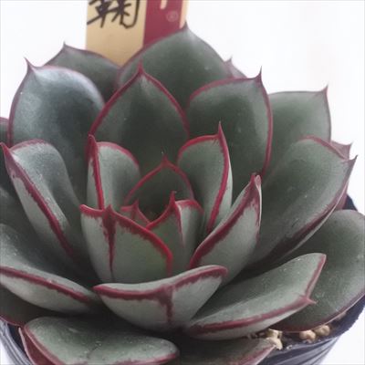 楽天市場】多肉植物 yukエケベリア 瓜子姫 多肉植物 優木園さん