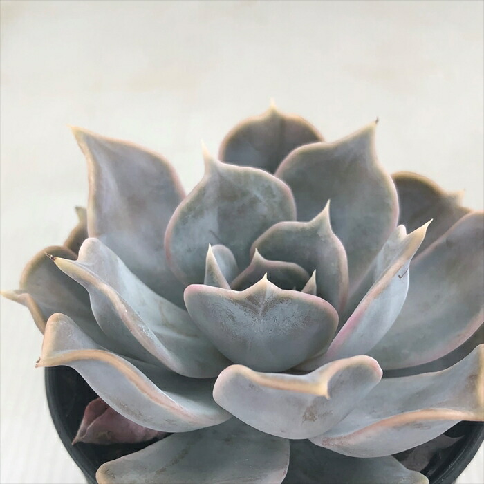 多肉植物 Hmエケベリア リラシナ エケベリア 6cmポット 21年秋冬新作