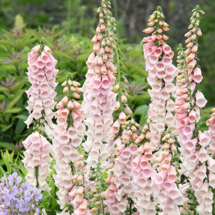 宿根リナリア　苗　紫　ピンク　白　黄色　Mix　苗　宿根草　多年草　姫金魚草 宿根リナリア 苗 紫 ピンク 白 黄色 Mix 苗 宿根草 多年草 姫金魚草