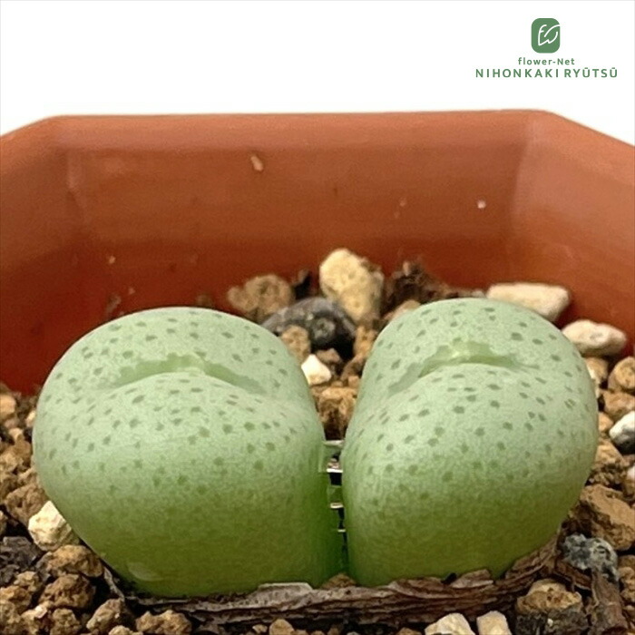 楽天市場】多肉植物 caコノフィツム カルキュルス 翡翠玉 多肉植物