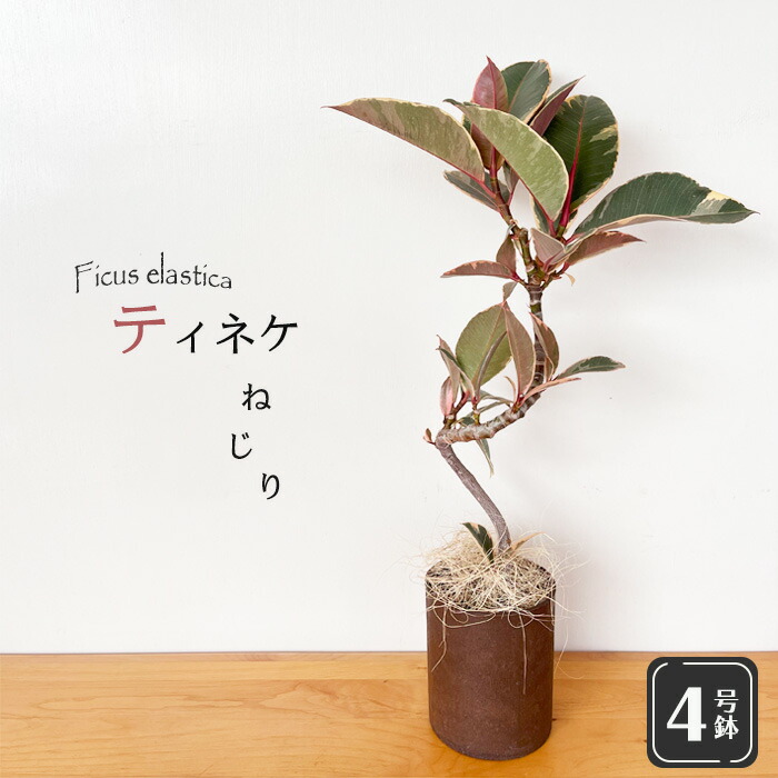 楽天市場】観葉植物 ディオーン エデュレ ソテツ 9cmポット 観葉植物