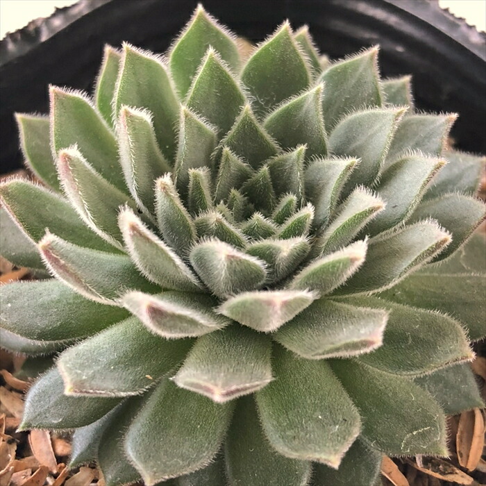 楽天市場】多肉植物 sfセンペルビウム ピンクパフ 7.5cmポット