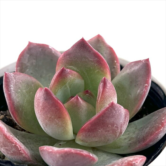 楽天市場】多肉植物 hmエケベリア Fo48サンタマリアメキシカ