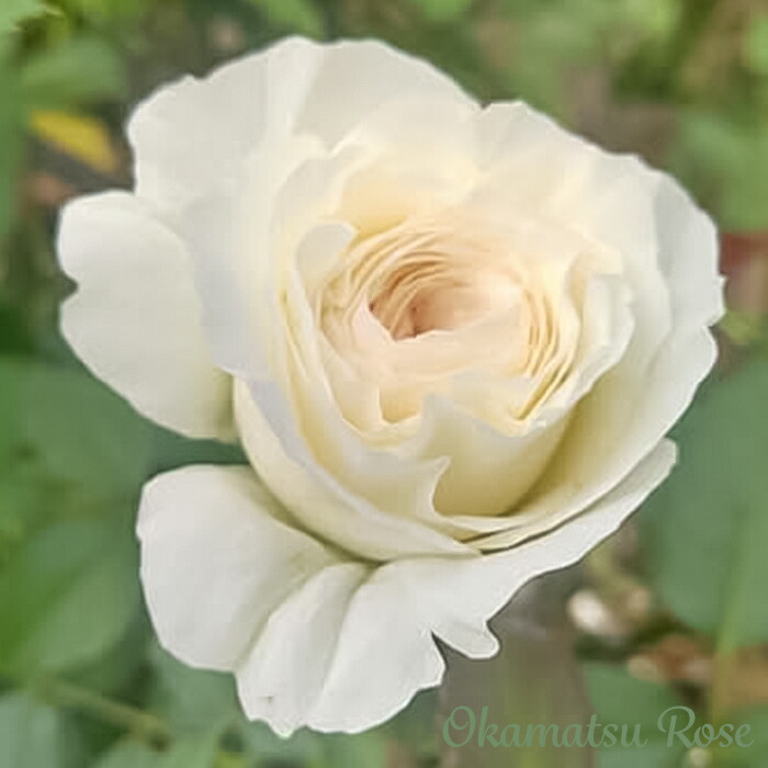 草Gまとめ売り(バラok!!) 楽天市場】バラ トゲ 手袋 ローズラバー GM-8 アトム g-style ATOM