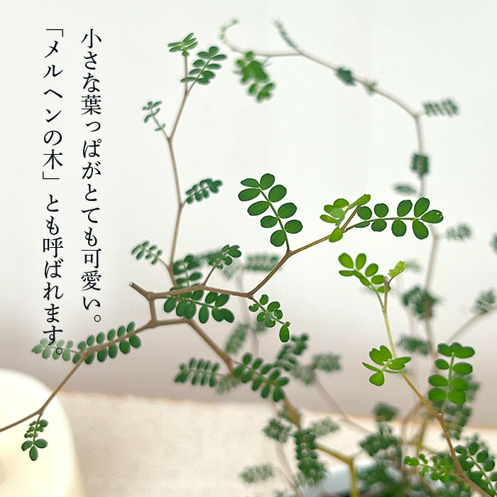 最大58 Offクーポン ソフォラ ミクロフィラ 苗 観葉植物 メルヘンの木 感謝祭 サービス品 Www iwearparts Com