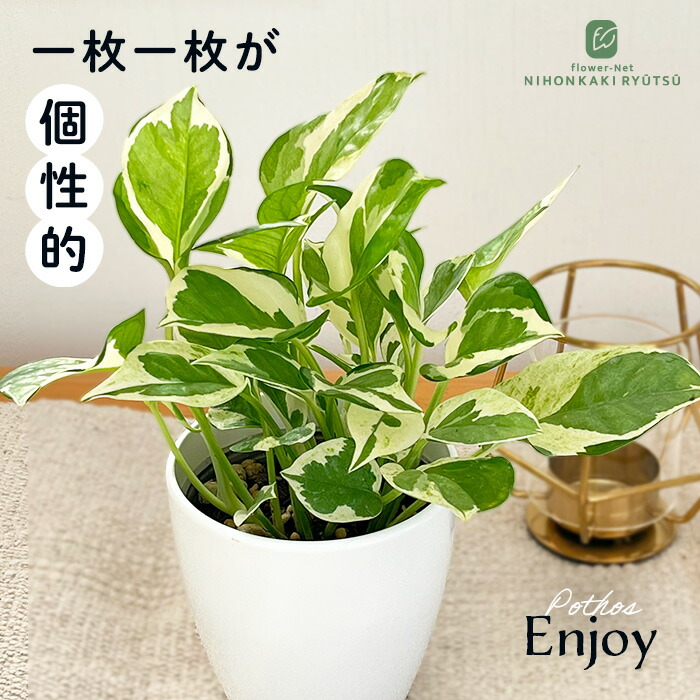 楽天市場】観葉植物 ホヤ カルノーサ コンパクタ バリエガータ