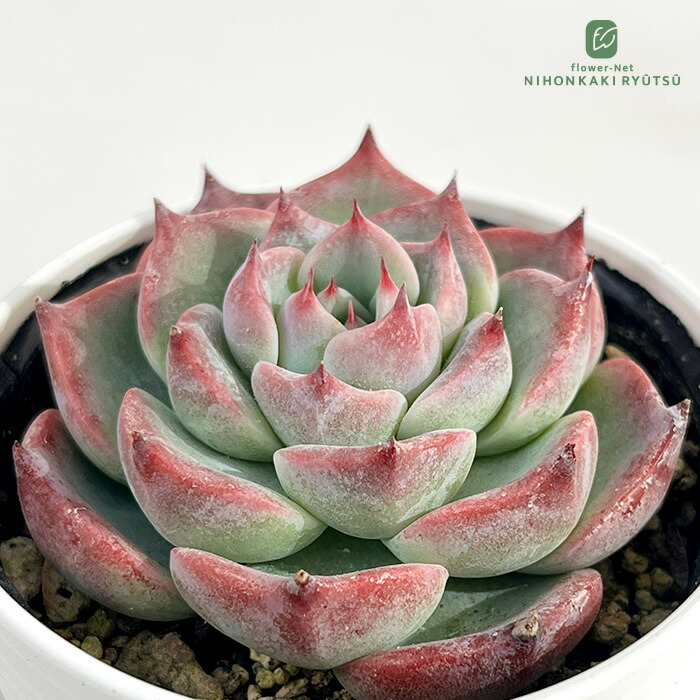 楽天市場】多肉植物 hxエケベリア チワワエンシスイエコラ×シムランス