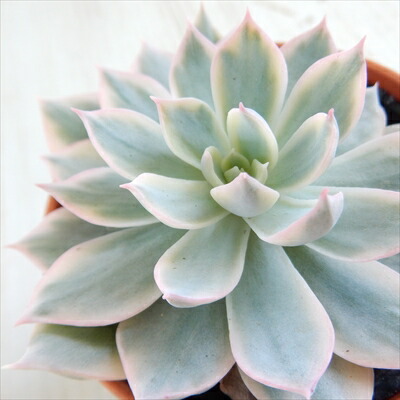 1ポット805円 グラプトペタルム ピーチ姫 7.5cmポット 楽天市場】多肉植物 hmグラプトペタルム ピーチ姫多頭 多肉植物