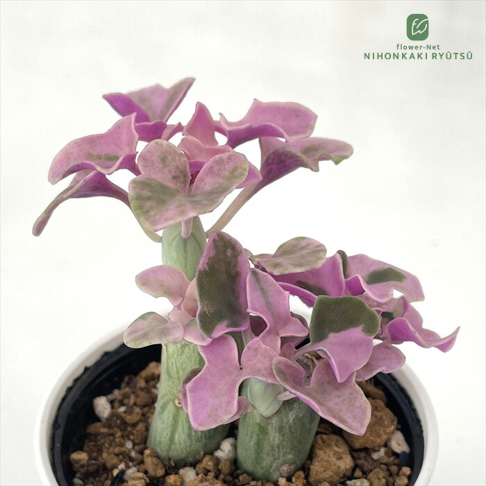 楽天市場】caコピアポア モンタナ 9cmポット サボテン コーデックス