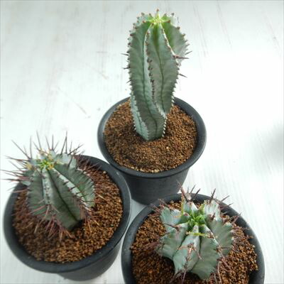 楽天市場 多肉植物 Osユーフォルビア ホリダ Ver Noorsveldensis ノースベルデンシス おもしろ多肉植物 フラワーネット 日本花キ流通