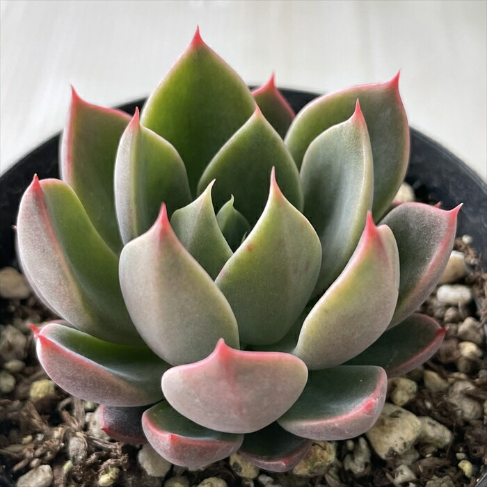 楽天市場】多肉植物 skエケベリア モーサン 多肉植物 エケベリア