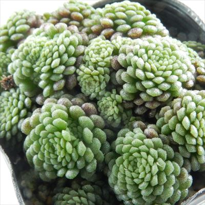 楽天市場】多肉植物 seエンジェルティアーズ錦 多肉植物 7.5cmポット