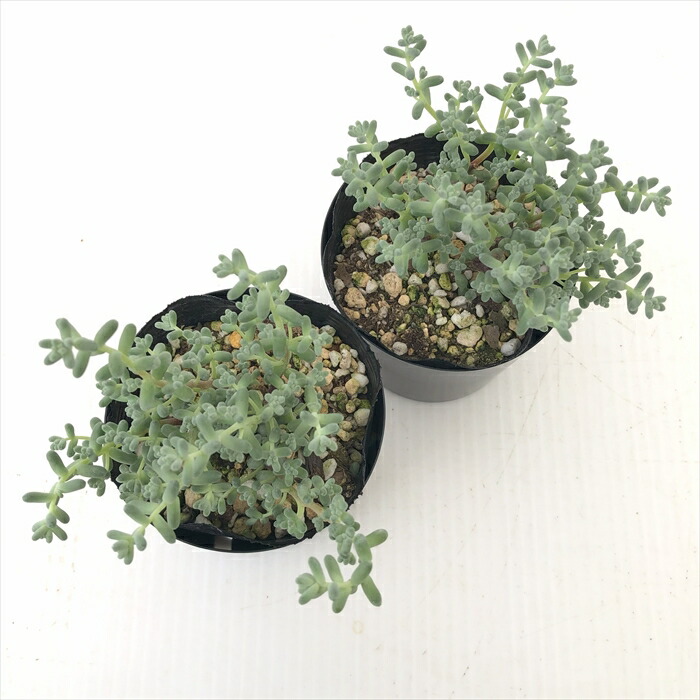 楽天市場 多肉植物 Se木立ブレビフォリウム 多肉植物 7 5cmポット フラワーネット 日本花キ流通