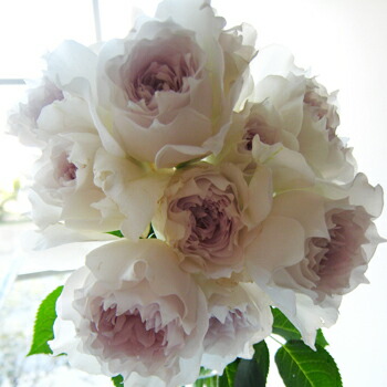 楽天市場】ガブリエル（大苗）7号鉢植え バラ苗 《農林水産省 登録品種