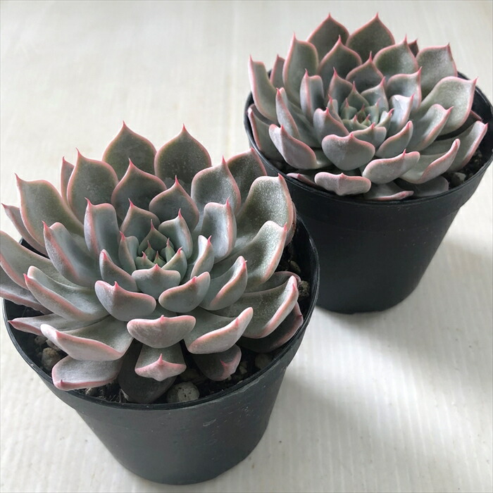 楽天市場 多肉植物 Skエケベリア ピンクザラゴーサ 多肉植物 エケベリア 7 5cmポット フラワーネット 日本花キ流通