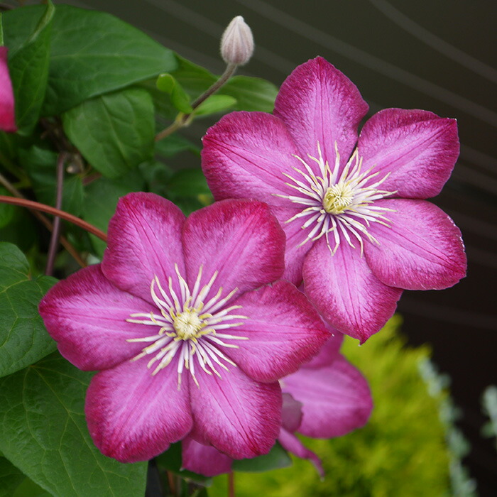 ジョンポール２　２年生　クレマチス ジョンポール2 2年生 クレマチス - メルカリ