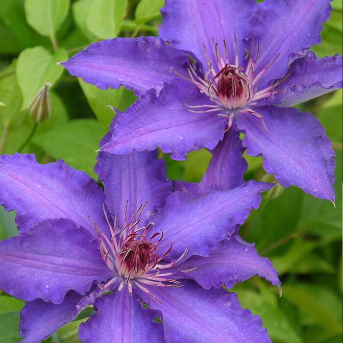 確認用 クレマチス ヴィヴィアンペンネル さし木苗 クレマチス