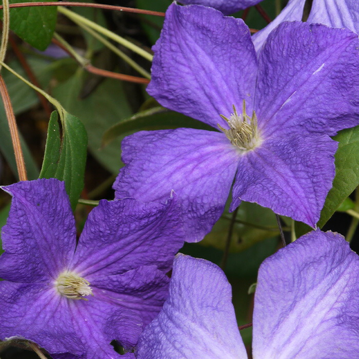 楽天市場】予約販売 クレマチス 苗 マダムバロンベイヤール ジャック